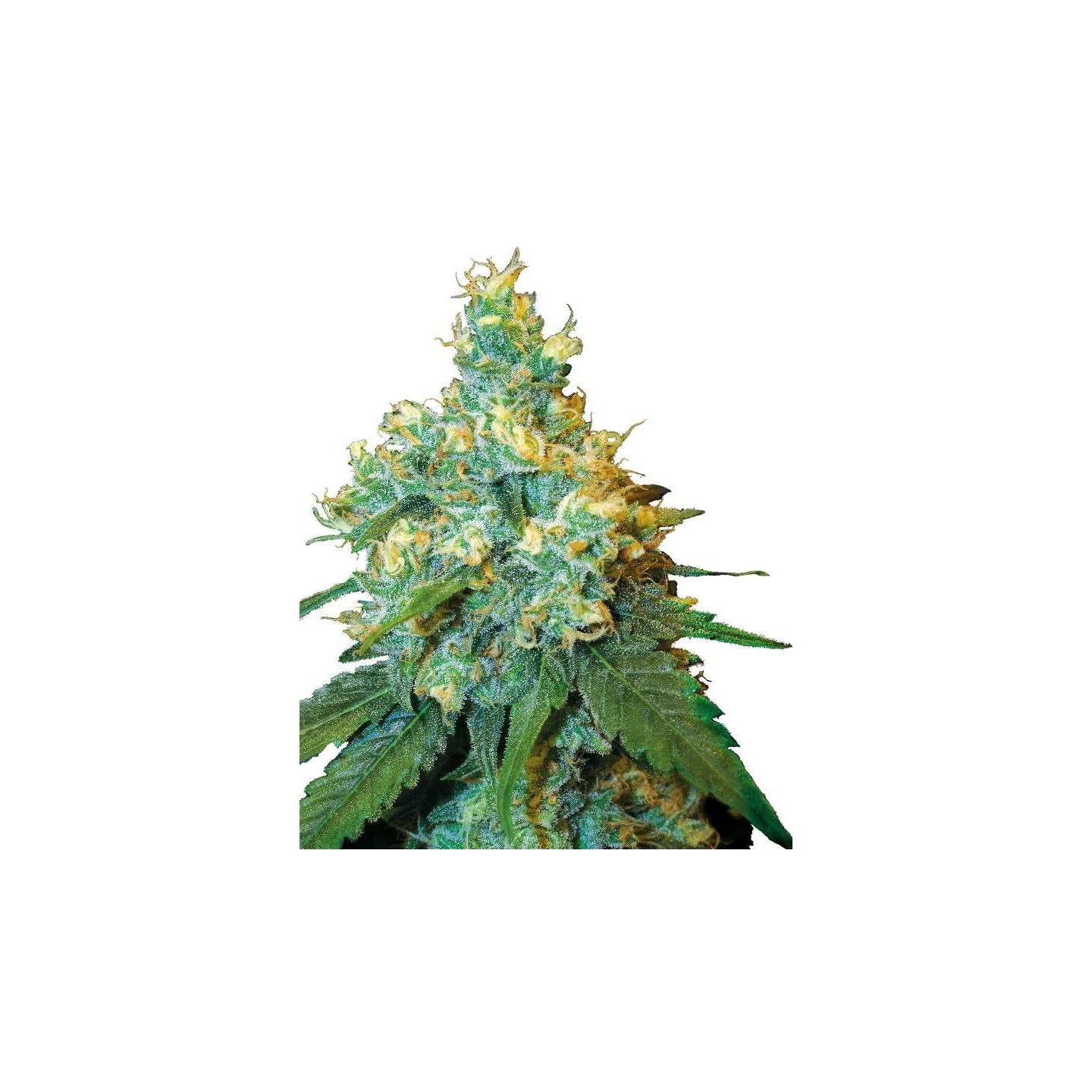 Jack Herer Regular | Sensi Seeds | Semillas Regulares | Precio ☑️