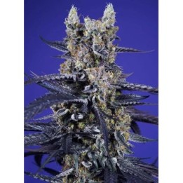 Super Boof XL Auto