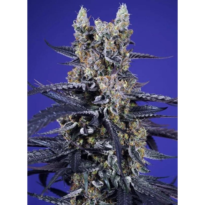 Super Boof XL Auto