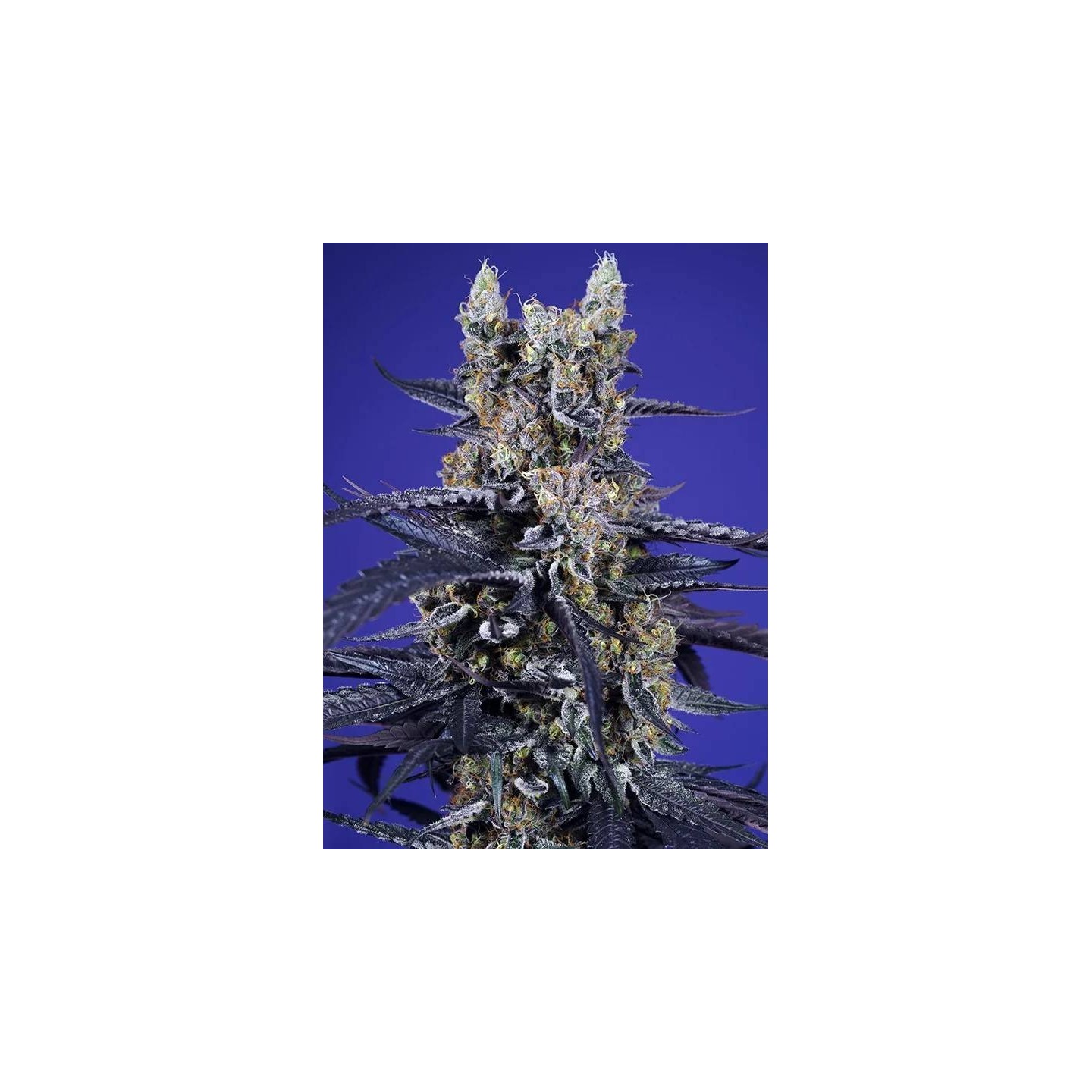 Super Boof XL Auto
