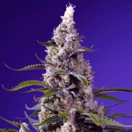 Banana Cream Cake XL Auto