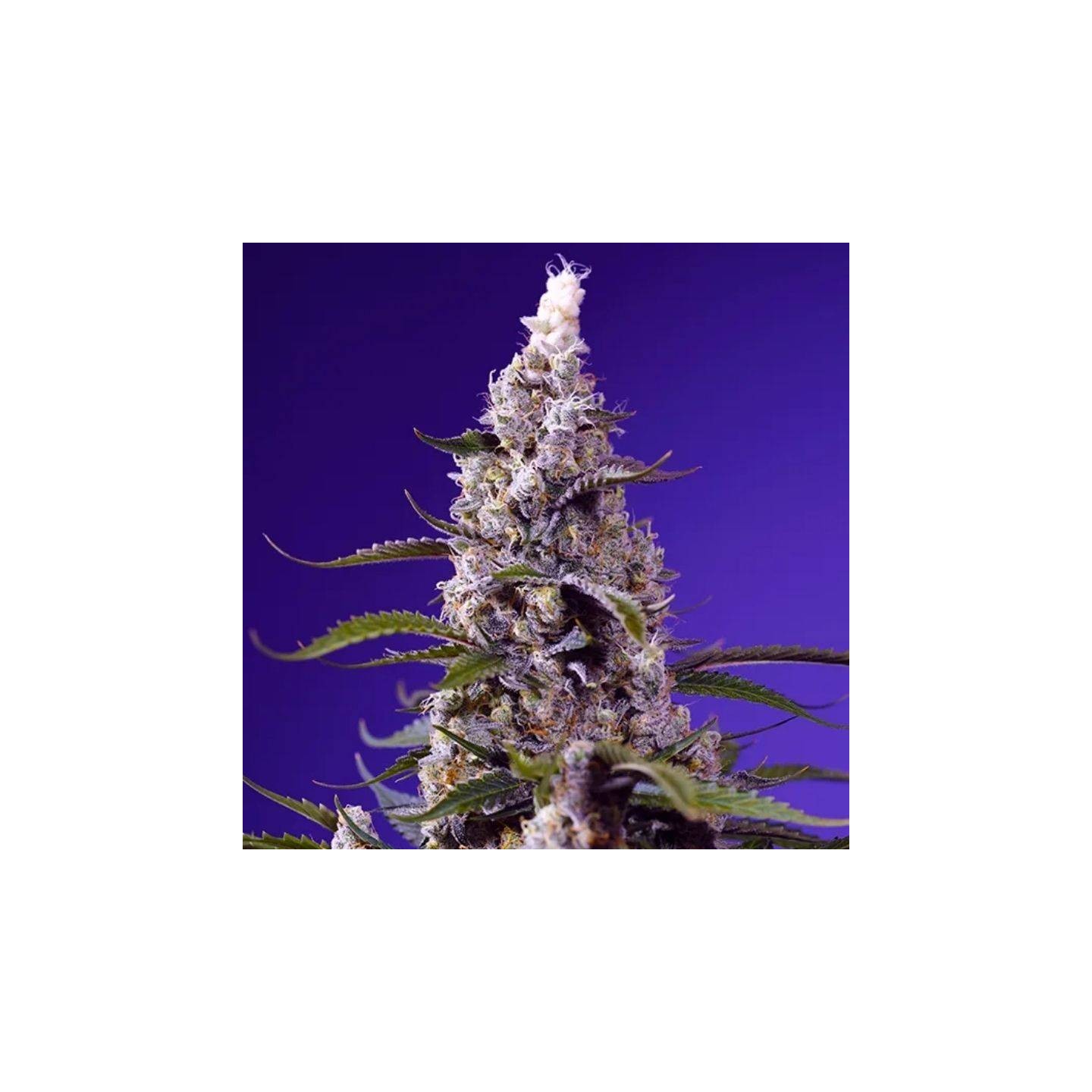 Banana Cream Cake XL Auto