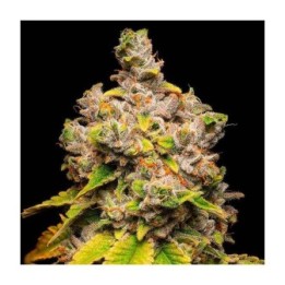 Lemon Cherry Sherb