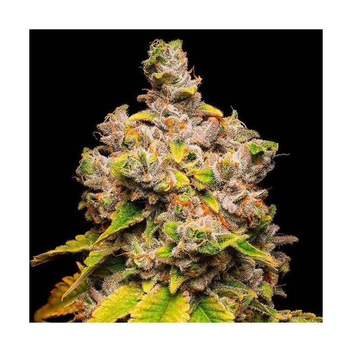 Lemon Cherry Sherb