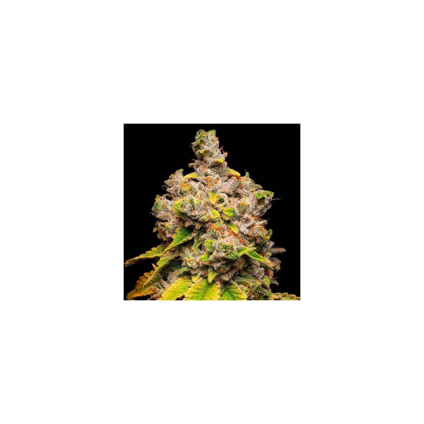 Lemon Cherry Sherb