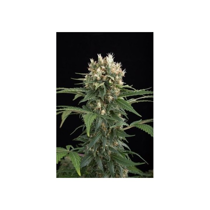 Blue Thai Feminizada de Dinafem