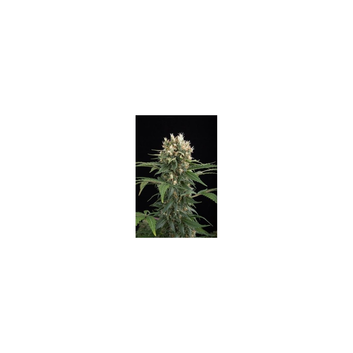 Blue Thai Feminizada de Dinafem