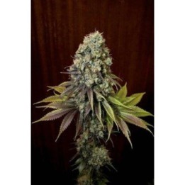 Blue Hash Feminizada de Dinafem