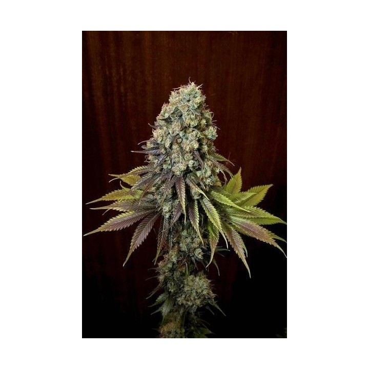 Blue Hash Feminizada de Dinafem