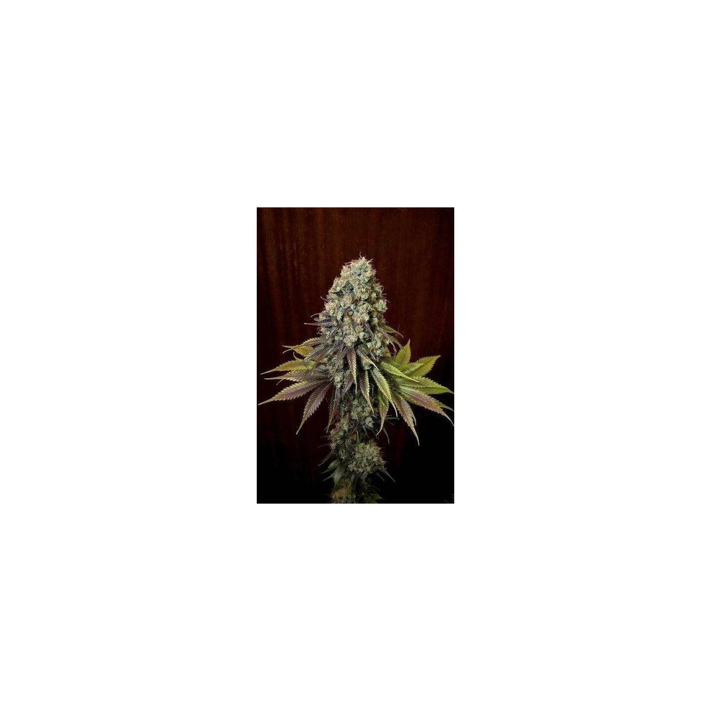 Blue Hash Feminizada de Dinafem