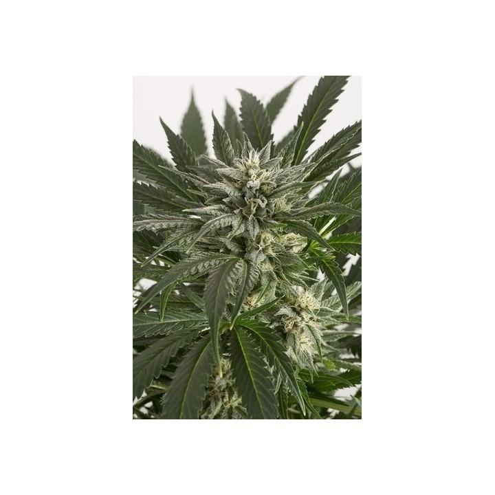 Blue Critical Autofloreciente Feminizada de Dinafem