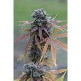 Blue Kush Autofloreciente Feminizada de Dinafem