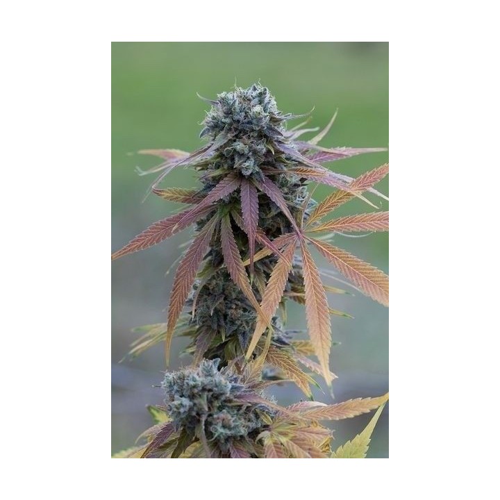 Blue Kush Autofloreciente Feminizada de Dinafem