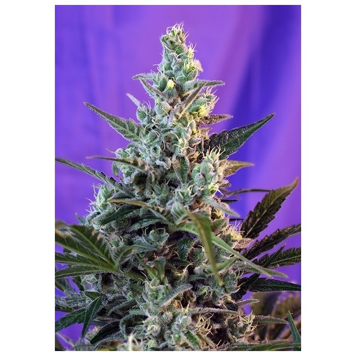 Sweet Skunk F1 Fast Version Feminizada de Sweet Seeds