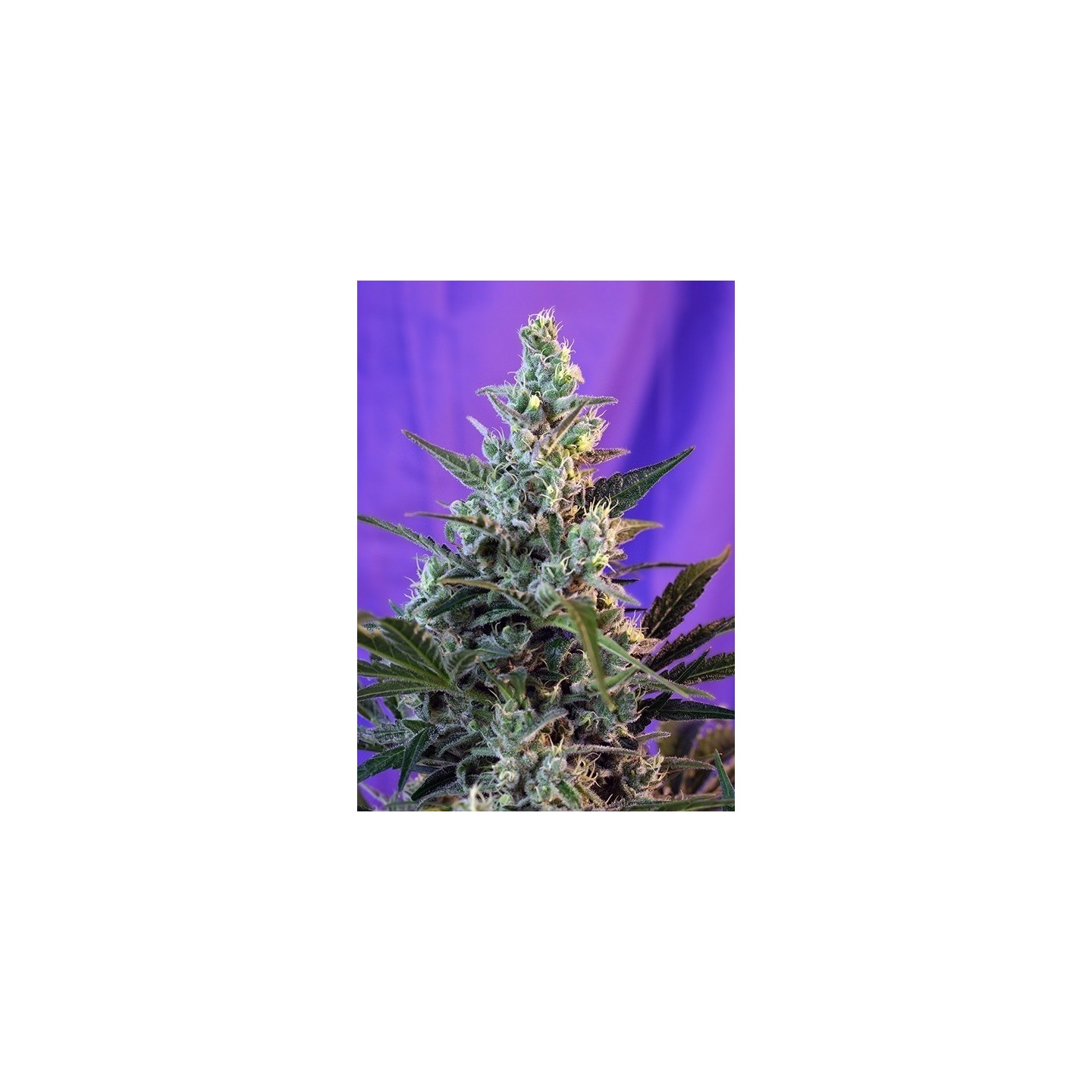 Sweet Skunk F1 Fast Version Feminizada de Sweet Seeds