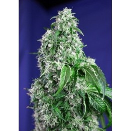 Big Devil F1 Fast Version Feminizada de Sweet Seeds