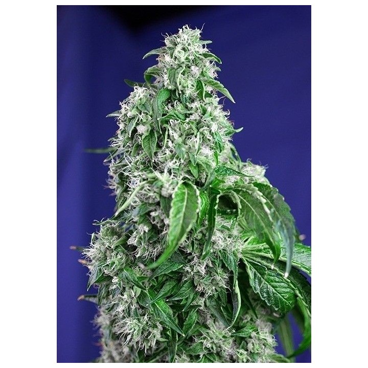 Big Devil F1 Fast Version Feminizada de Sweet Seeds