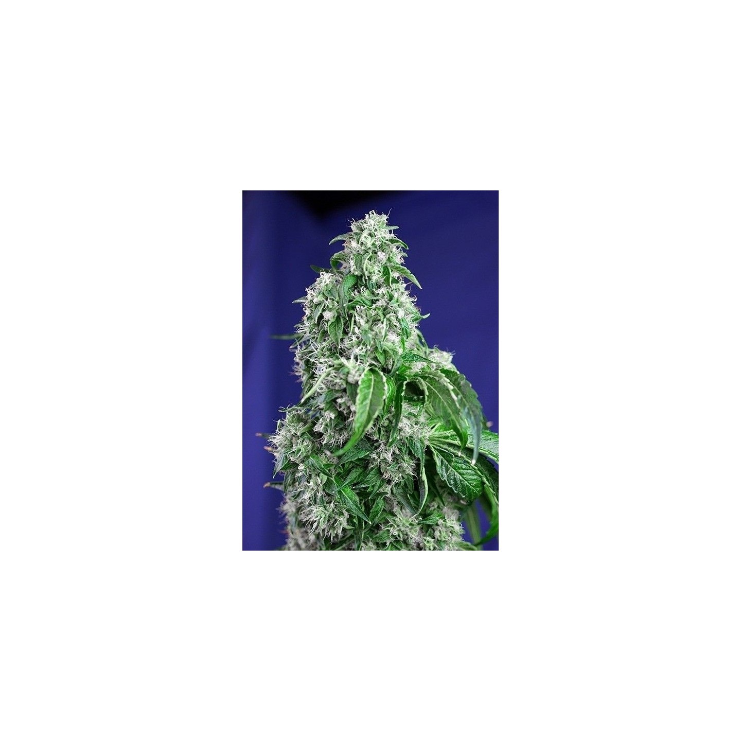 Big Devil F1 Fast Version Feminizada de Sweet Seeds