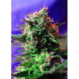 Jack 47 F1 Fast Version SWEET SEEDS