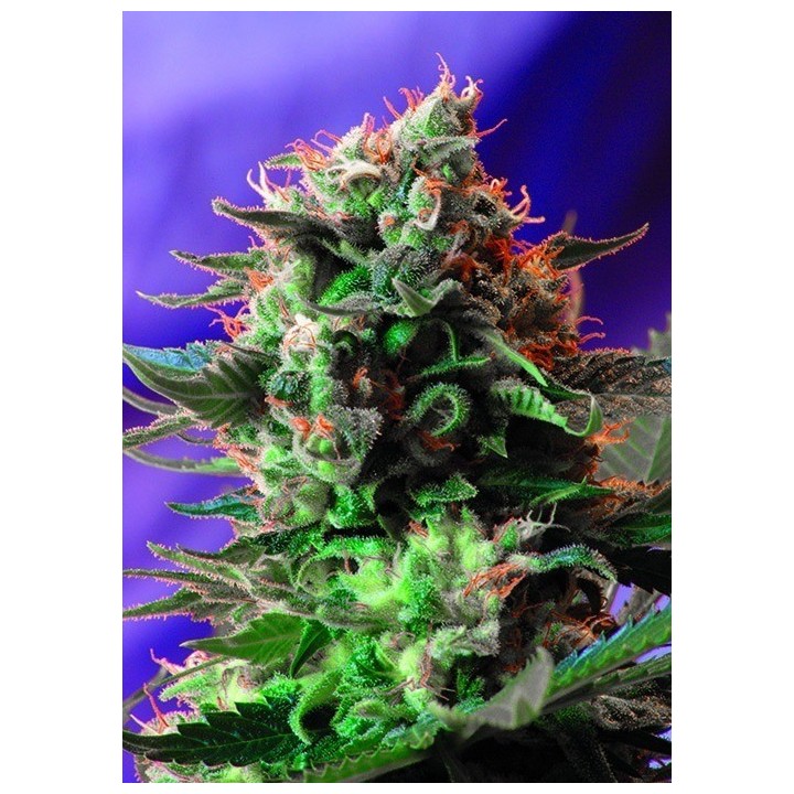 Jack 47 F1 Fast Version SWEET SEEDS