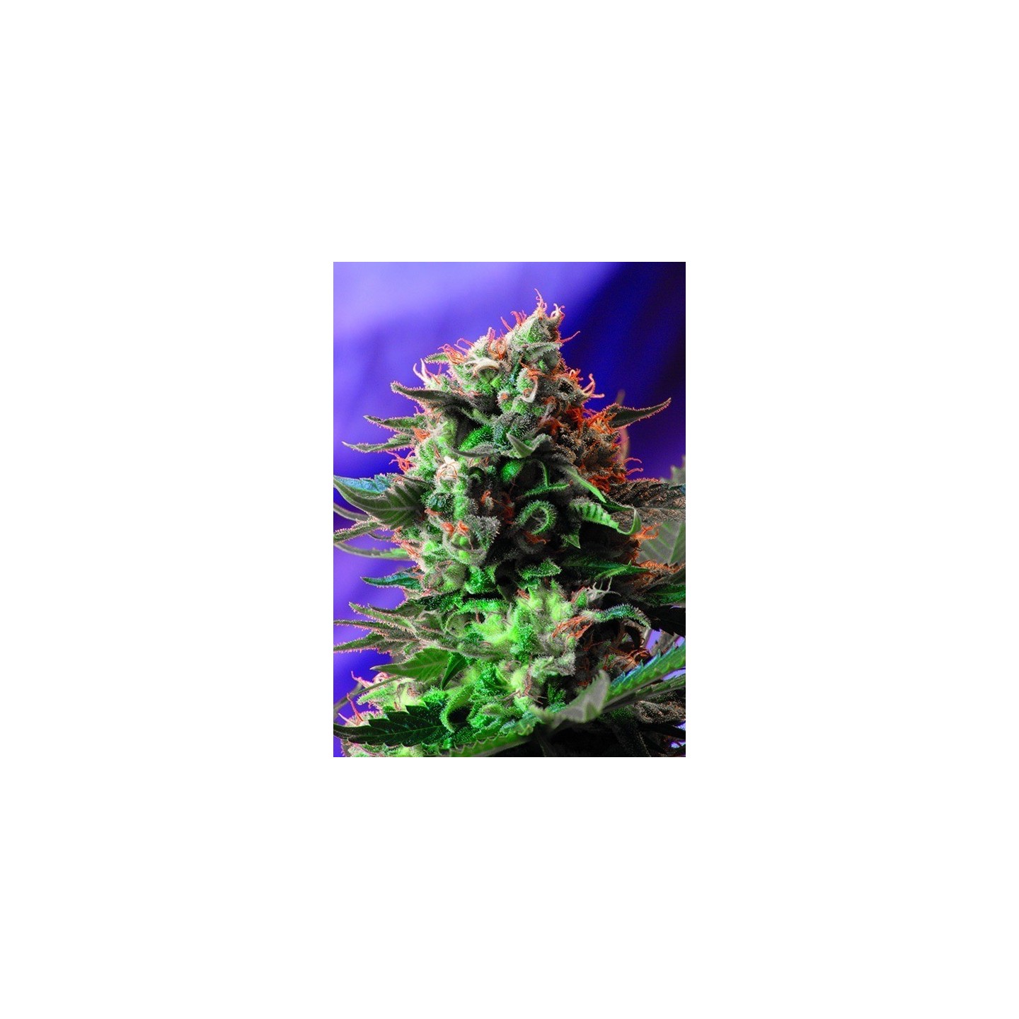 Jack 47 F1 Fast Version SWEET SEEDS
