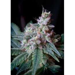 Cream Caramel F1 Fast Version SWEET SEEDS