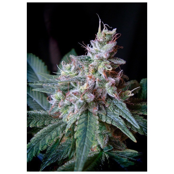 Cream Caramel F1 Fast Version SWEET SEEDS