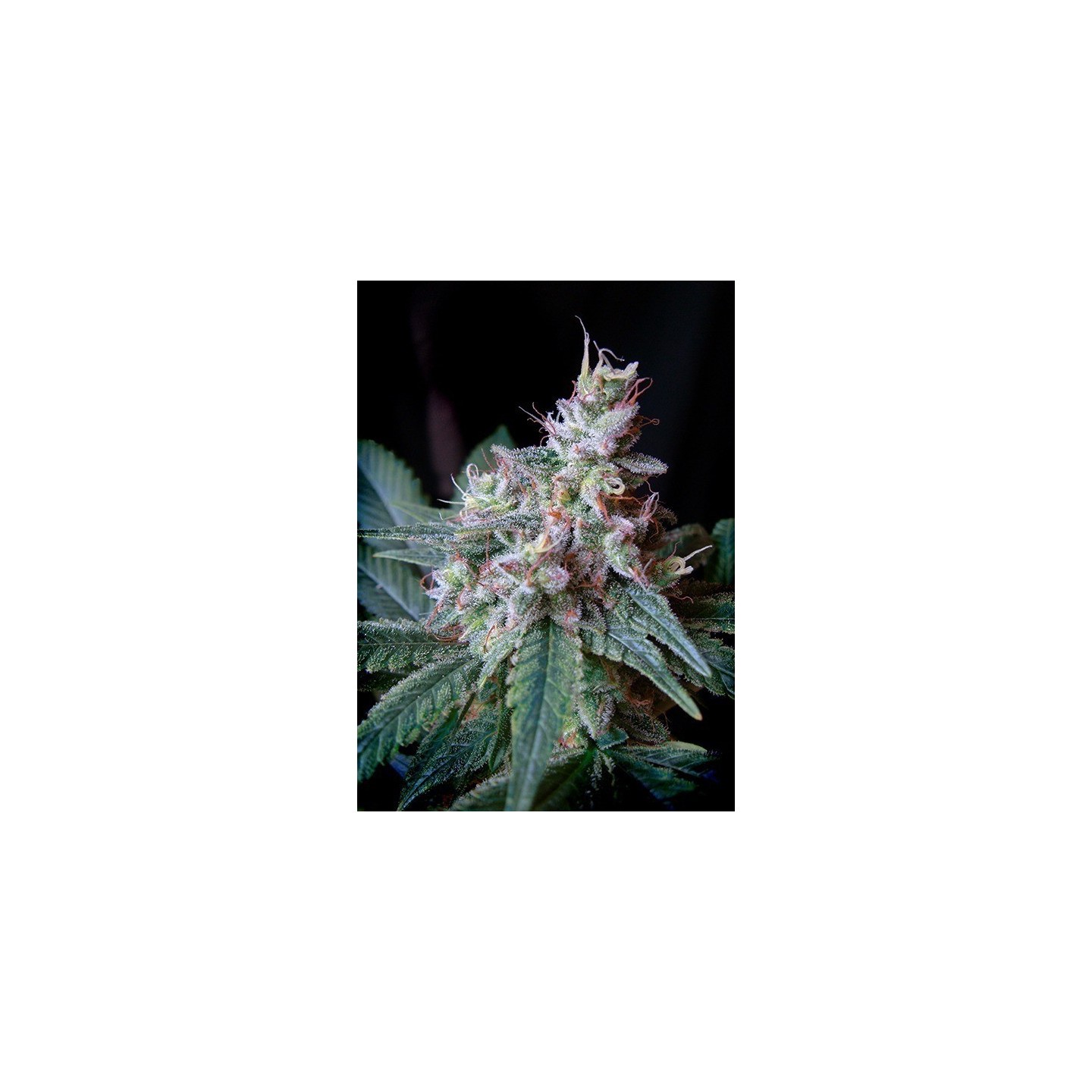Cream Caramel F1 Fast Version SWEET SEEDS