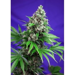 Killer Kush F1 Fast Version Feminizada de Sweet Seeds