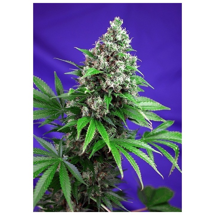 Killer Kush F1 Fast Version Feminizada de Sweet Seeds