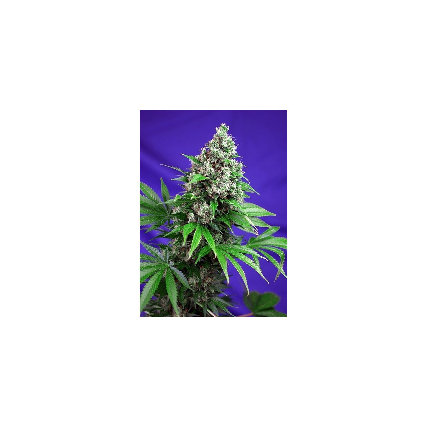 Killer Kush F1 Fast Version Feminizada de Sweet Seeds