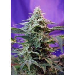 Sweet Special F1 Fast Version Feminizada de Sweet Seeds