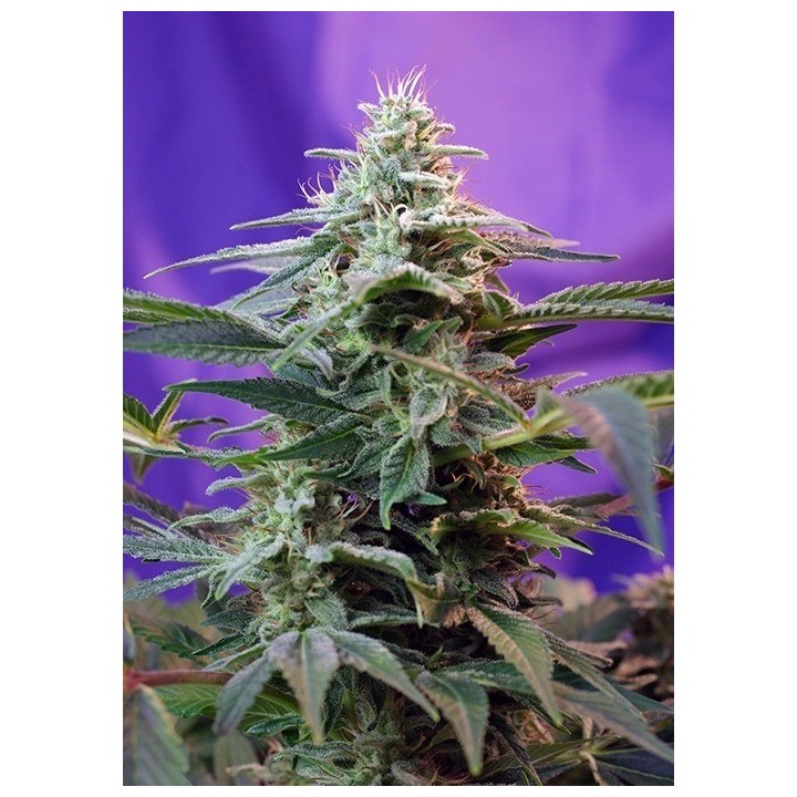 Sweet Special F1 Fast Version Feminizada de Sweet Seeds