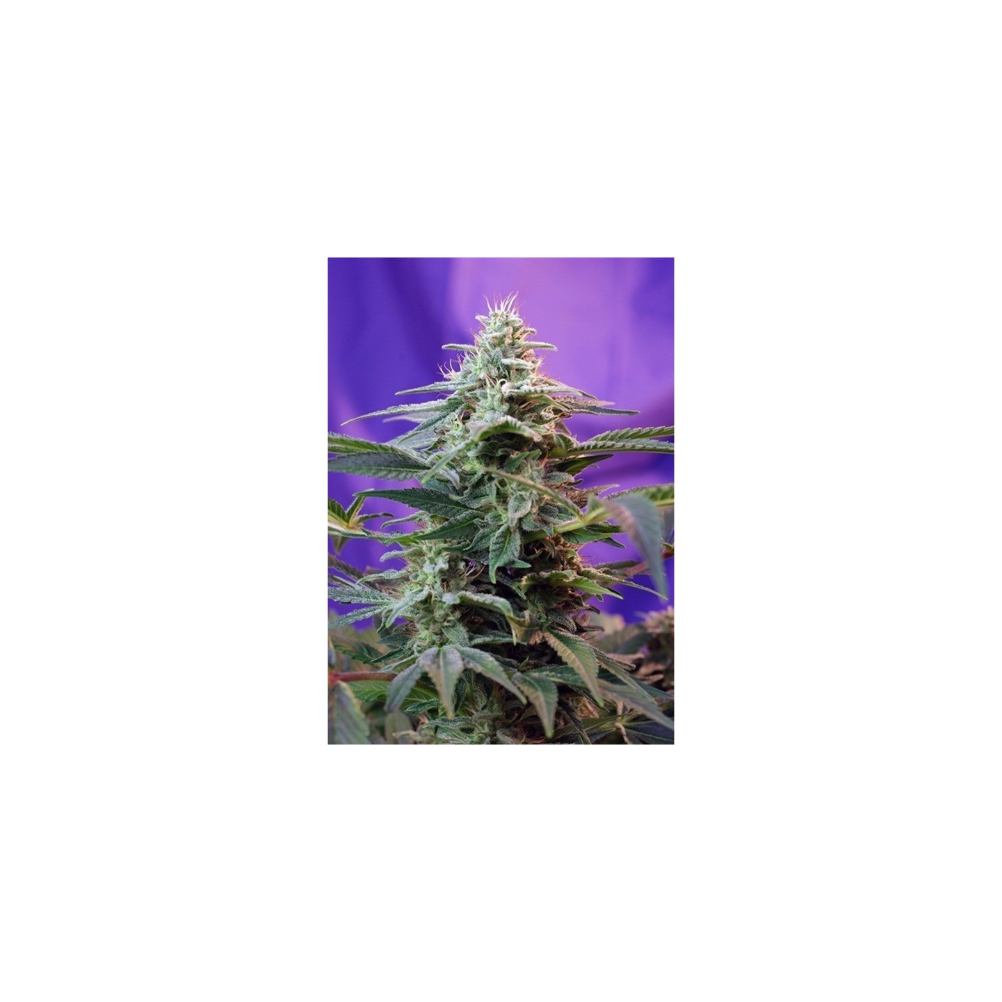 Sweet Special F1 Fast Version Feminizada de Sweet Seeds