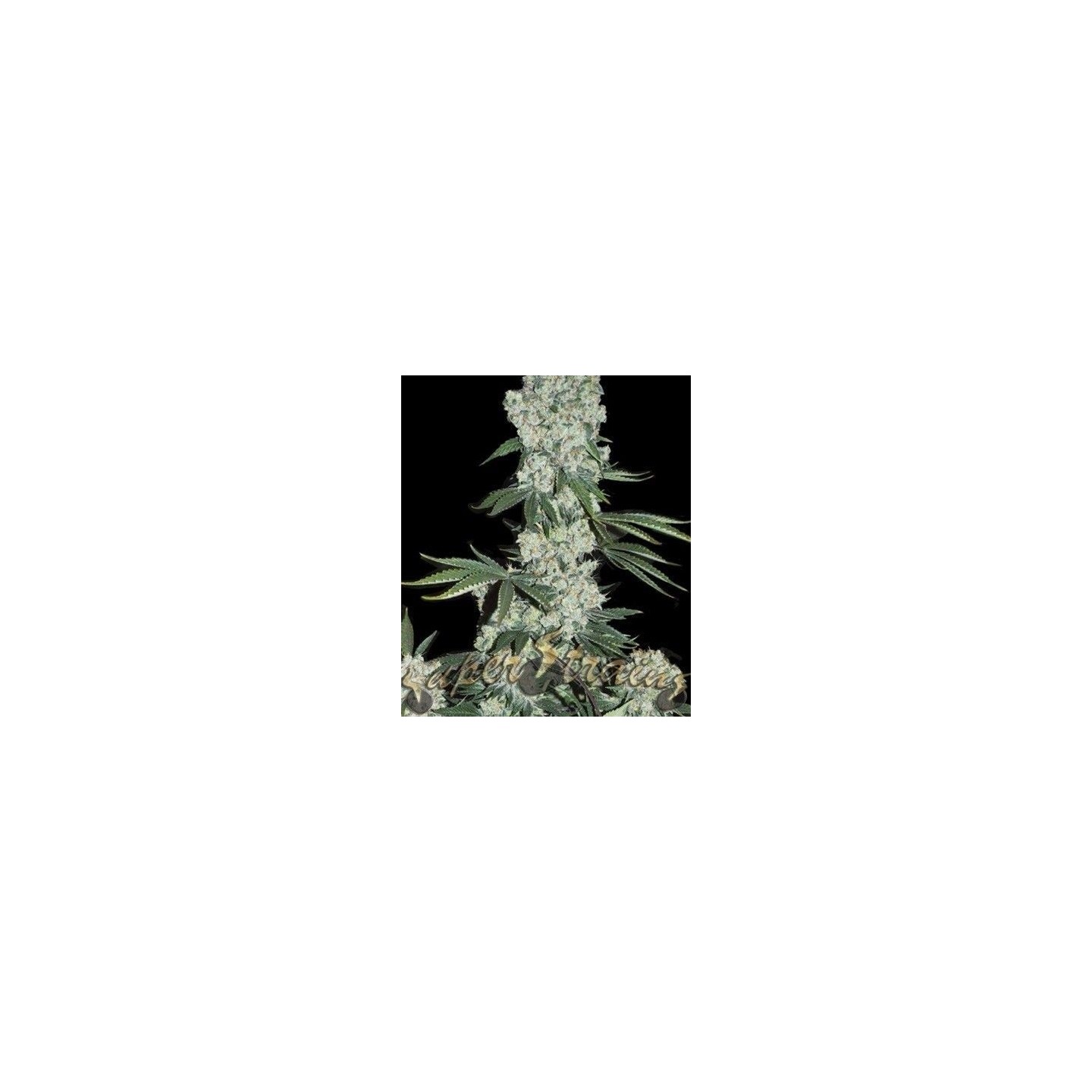 7th Wave Feminizada de Super Strains