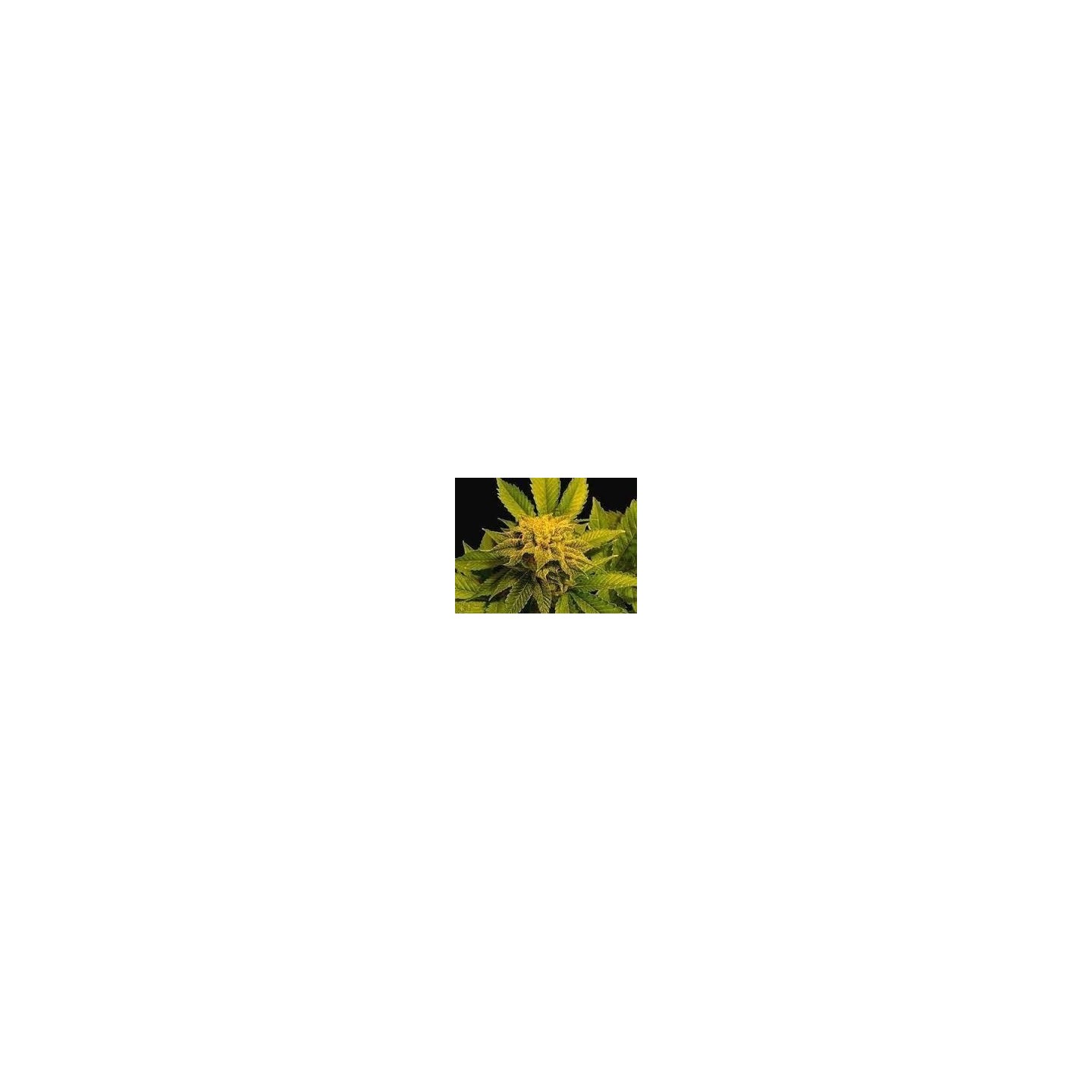 Afghan Delight Regular de Soma Seeds