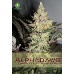 Alphadawg Regular de 