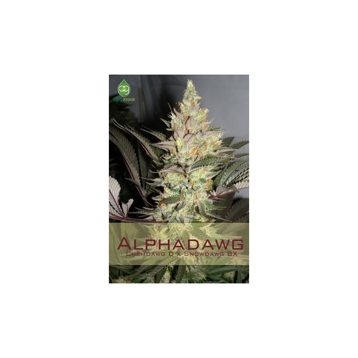 Alphadawg Regular de 