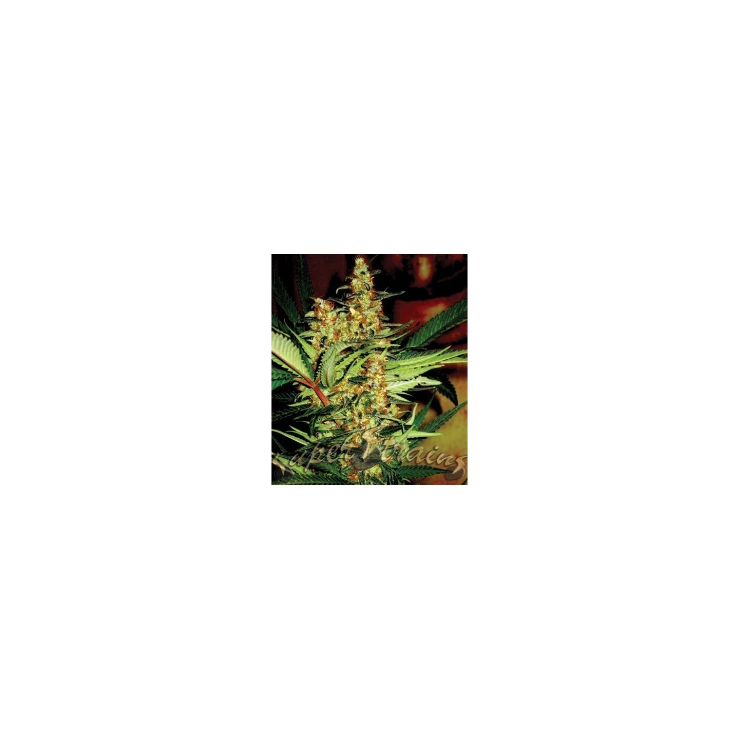 Amajikoym Feminizada de Super Strains