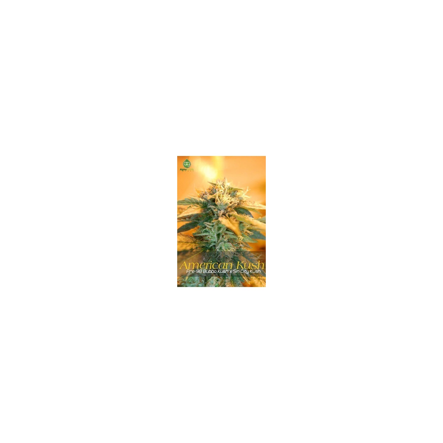 American Kush Regular de 