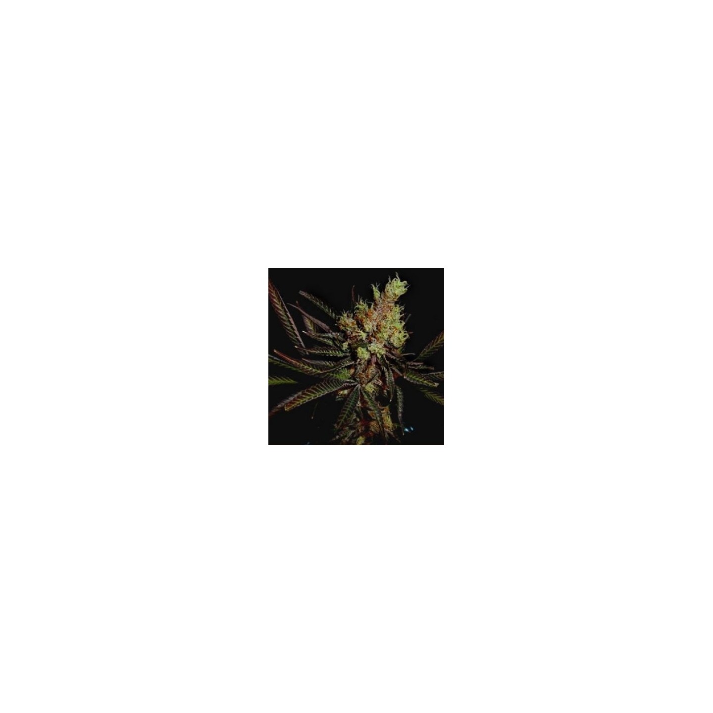 Amethyst Bud Regular de Soma Seeds