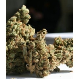Amnesia Feminizada de Super Strains