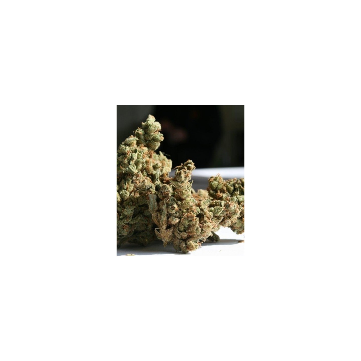 Amnesia Feminizada de Super Strains
