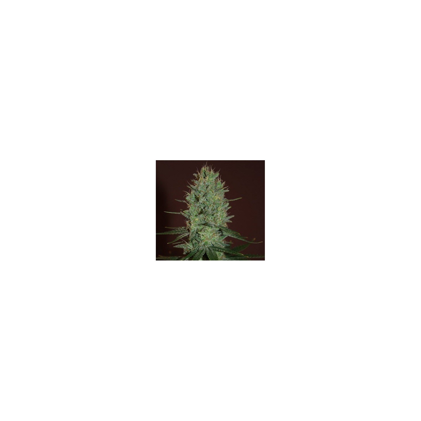 Amnesia Haze Feminizada de Expert Seeds