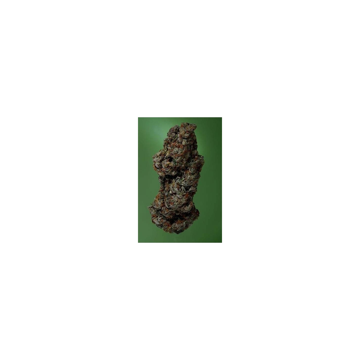 Amnesia Haze Feminizada de Soma Seeds