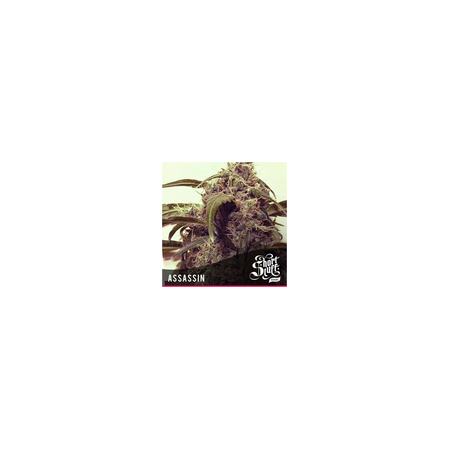 Assassin Feminizada de Short Stuff Seeds