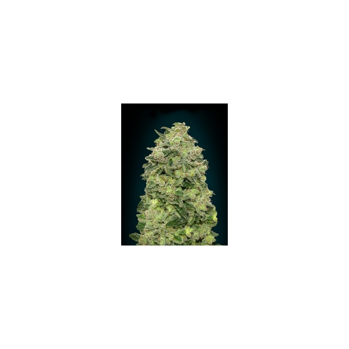 Afghan Skunk Autofloreciente Feminizada de Advanced Seeds