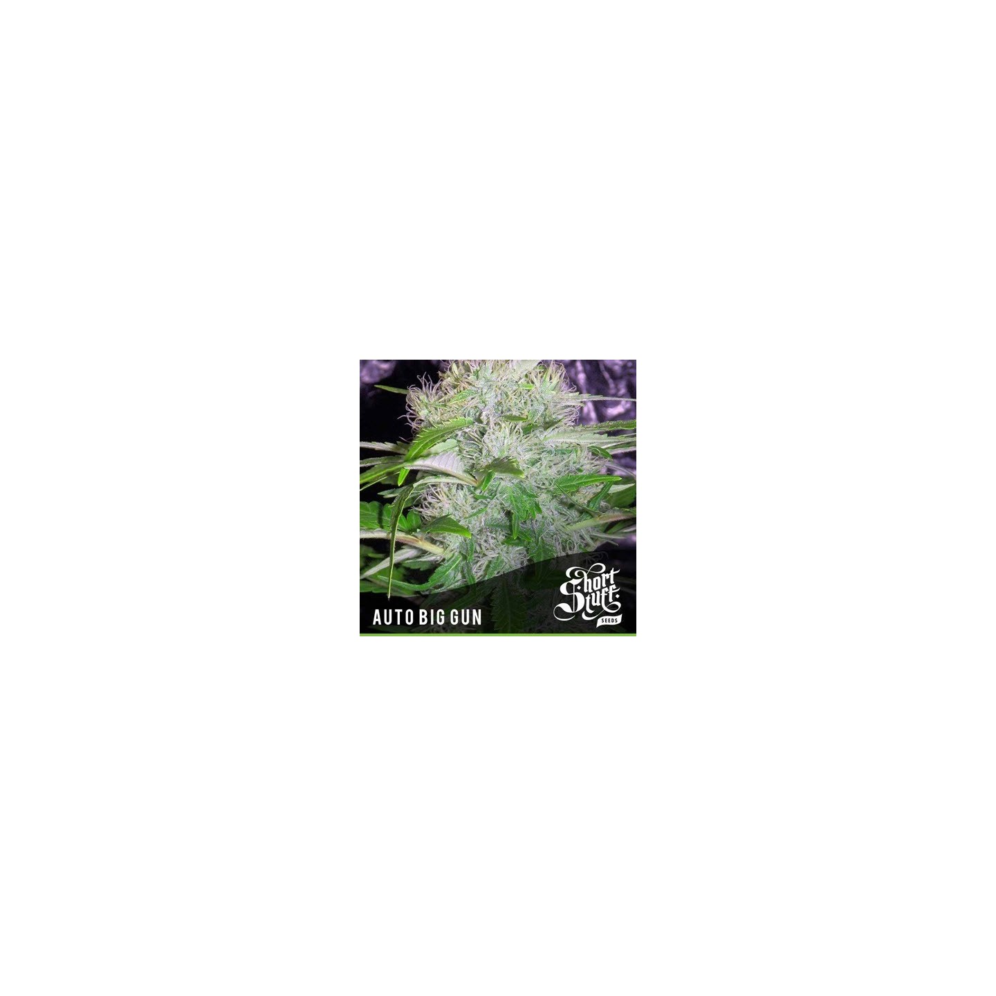 Big Gun Autofloreciente Feminizada de Short Stuff Seeds