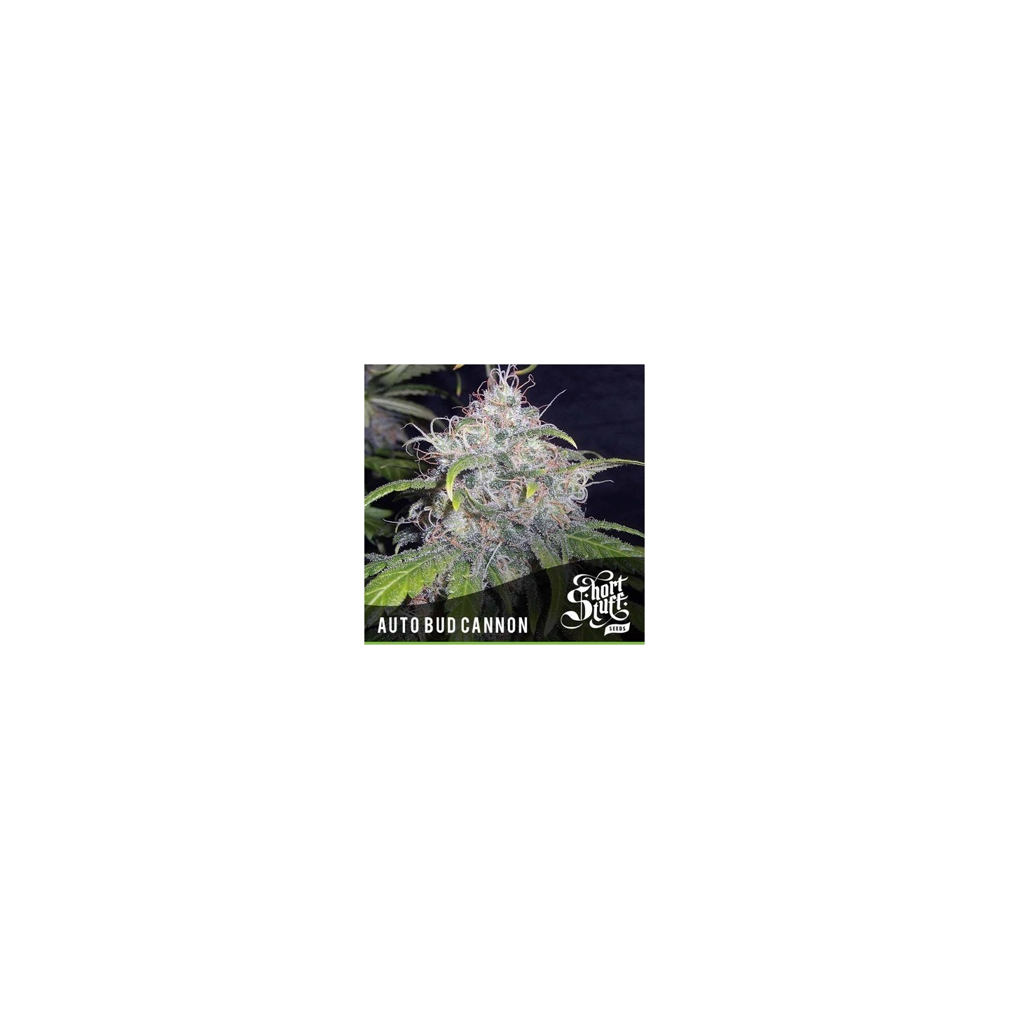 Bud Cannon Autofloreciente Feminizada de Short Stuff Seeds