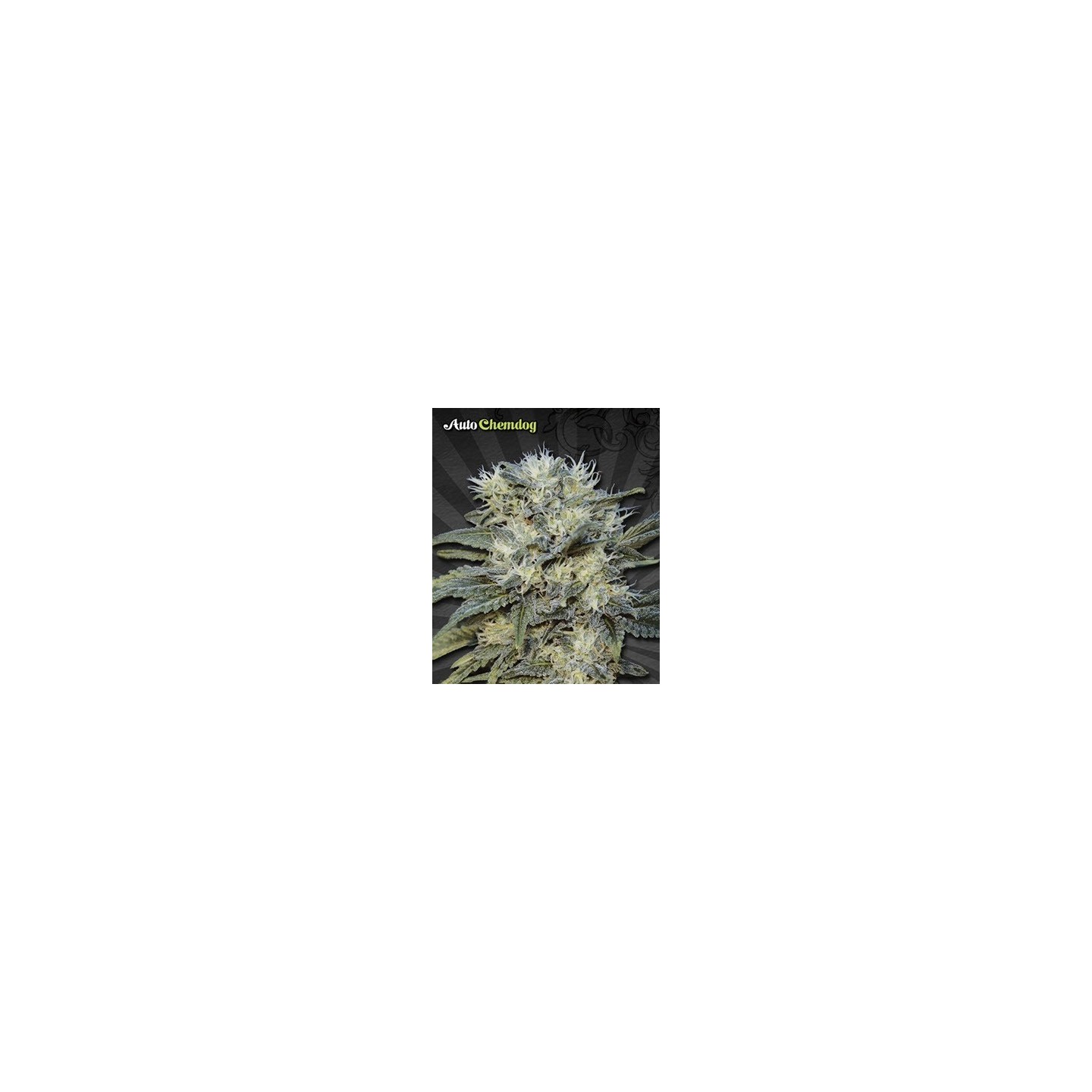 Chemdog Autofloreciente Feminizada de Auto Seeds
